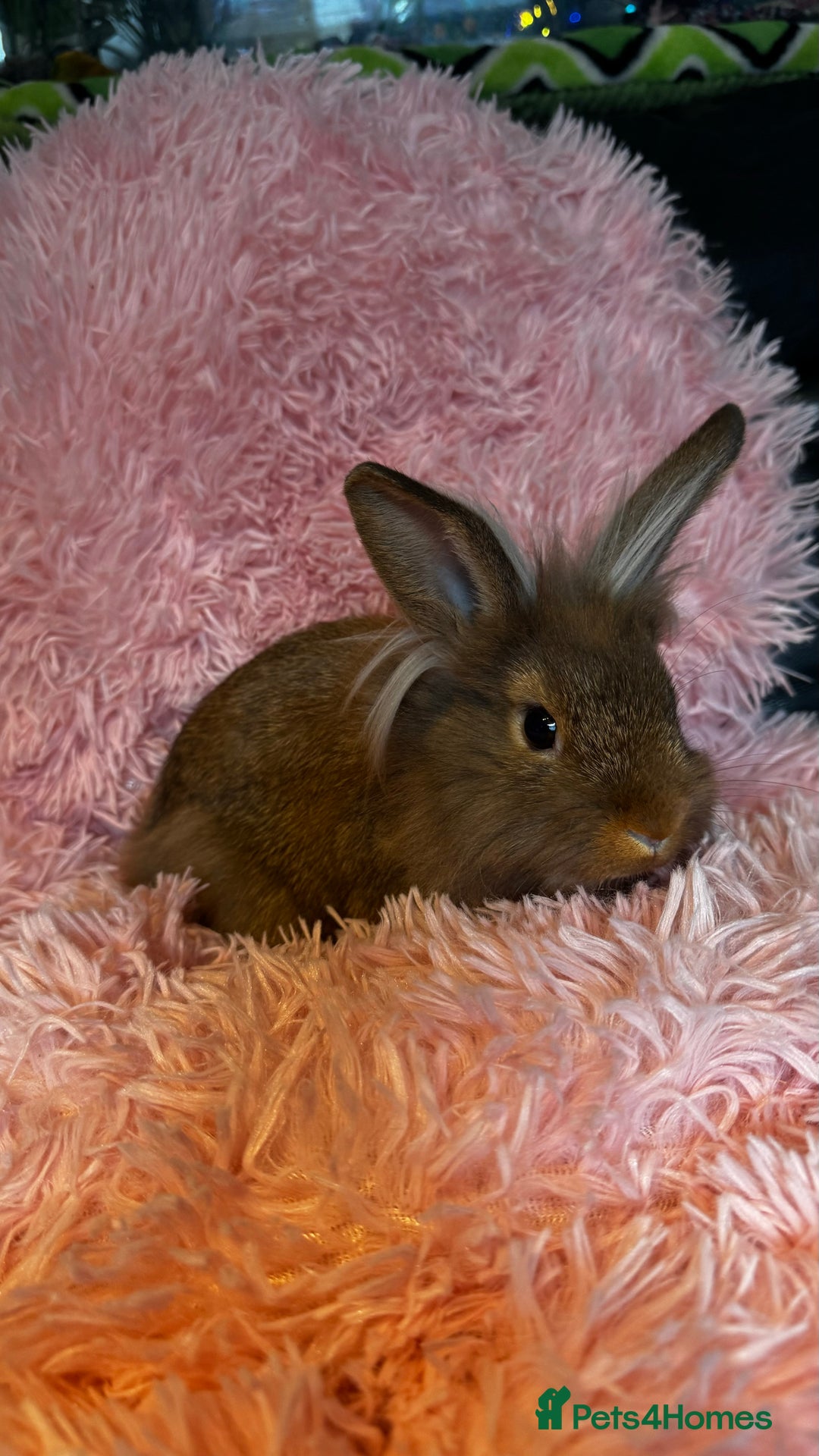 Mixed Breed rabbits for sale: Netherland dwarf and lionhead mixed bunnies - Image 38