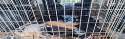 Labrador Retriever dogs for sale: KC Lab pups Nr Pickering, N Yorks in Pickering - Advert 5