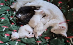 Maine Coon cats for sale: Maincoon kittens  - Image 14