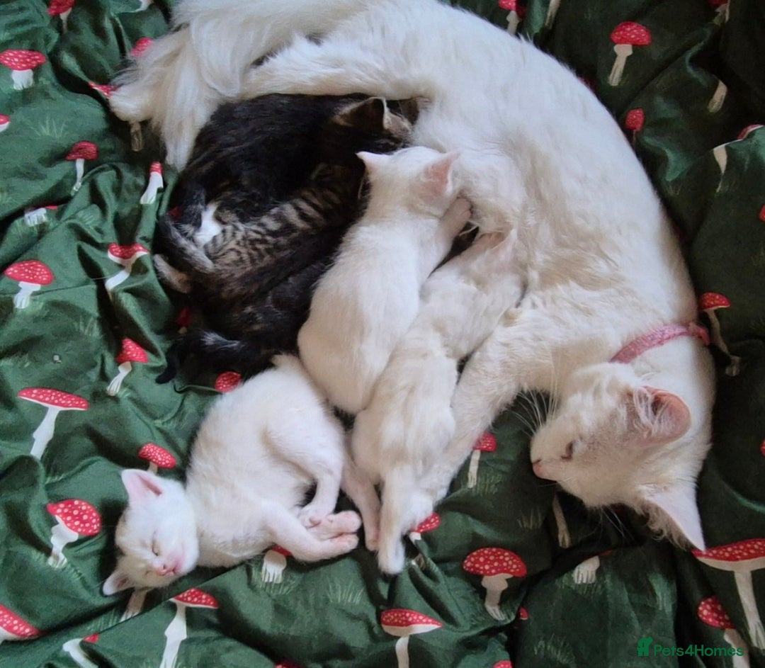 Maine Coon cats for sale: Maincoon kittens  - Image 14
