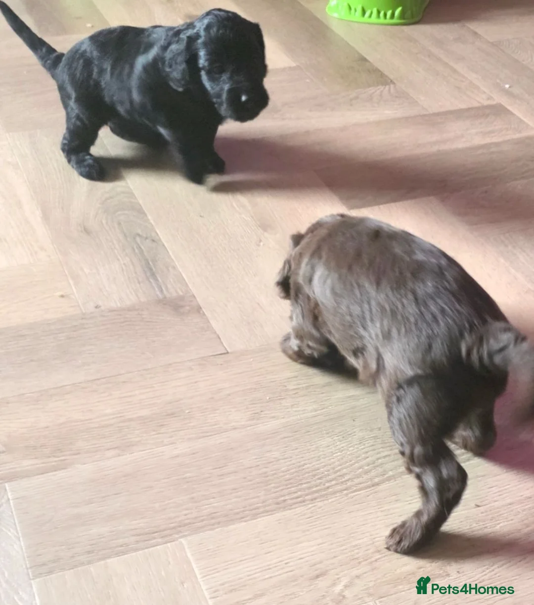 Cockapoo dogs for sale: Beautiful Cockapoo Puppies in West Bromwich - Advert 2