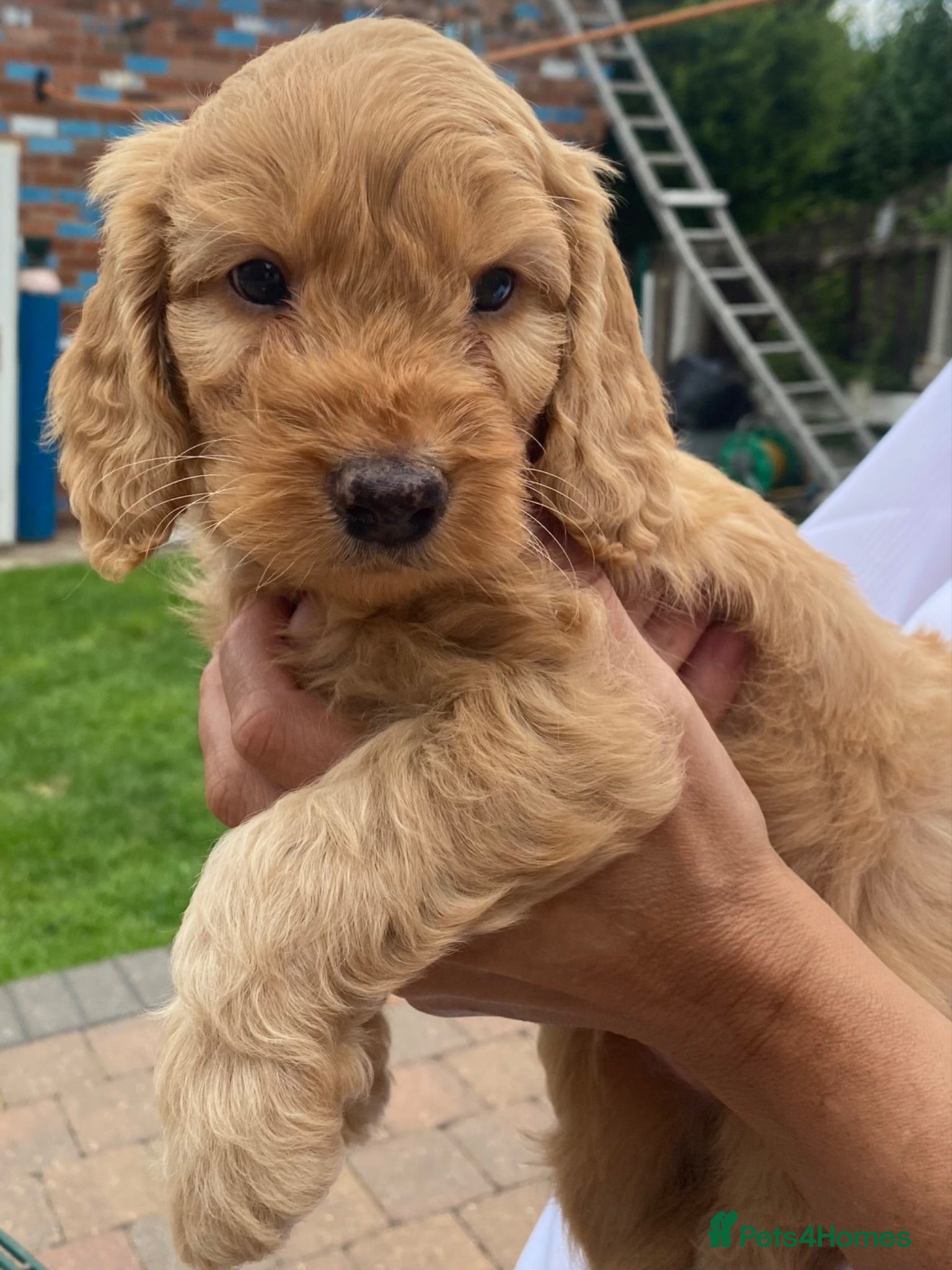 Cockapoo dogs Cockapoo puppies  - Advert 1