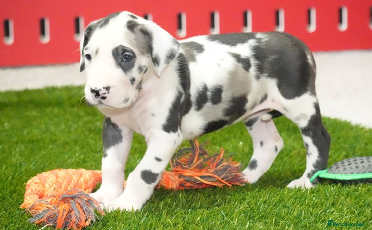 Great Dane dogs - Advert 5