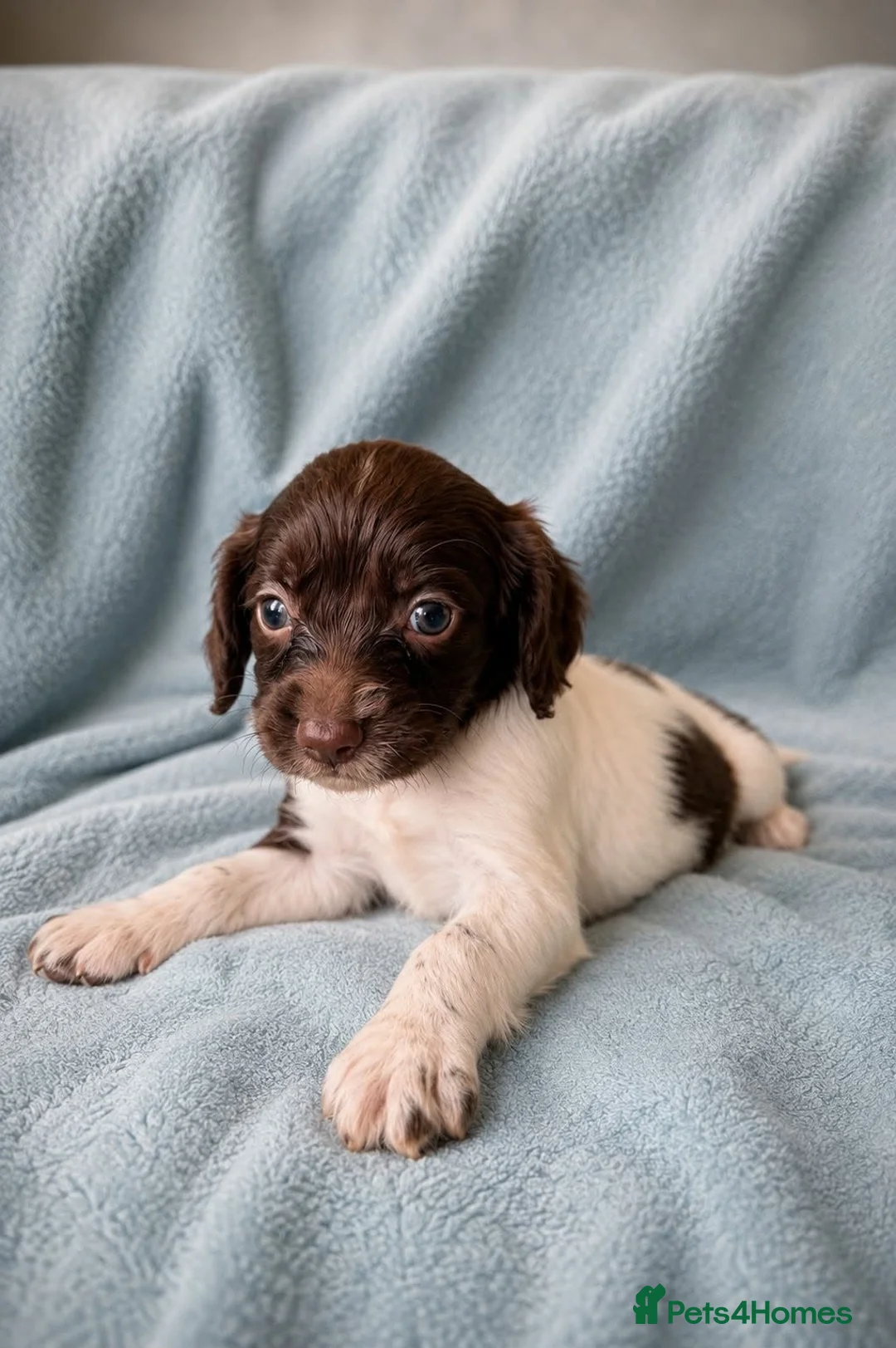 Cocker Spaniel dogs for sale: Spaniel girls ready to leave now!  - Advert 2