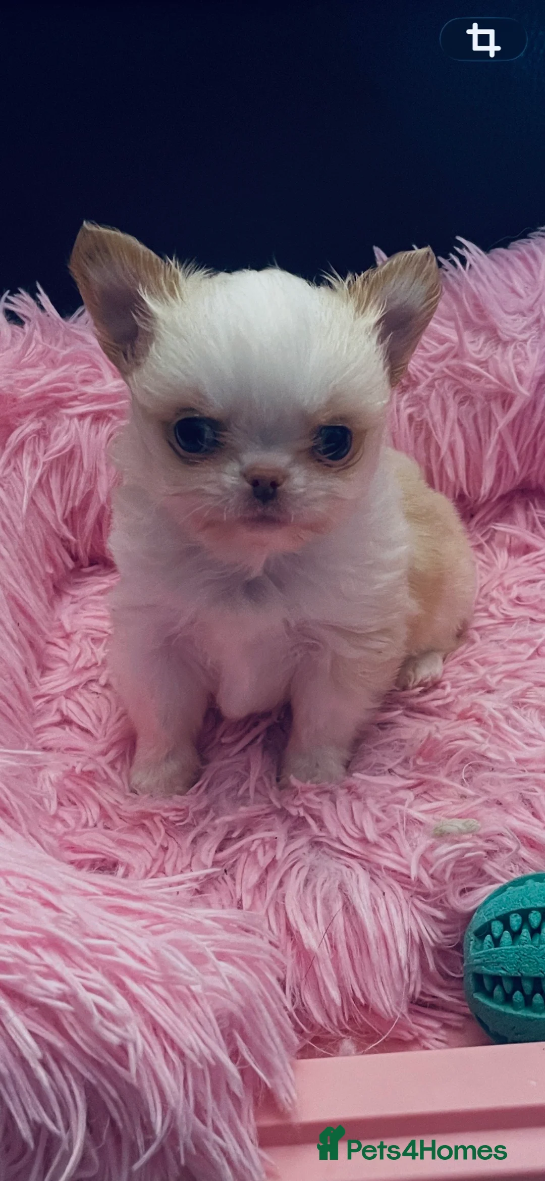 Chihuahua dogs for sale: Gorgeous  little  Longcoat Boy Kc 🌟🌟🌟🌟🌟 - Advert 7