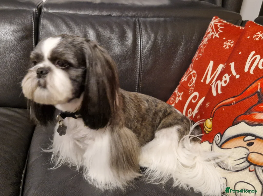 Shih Tzu dogs for stud: Stunning KC Shih Tzu Available for Stud Services in Swindon - Advert 4