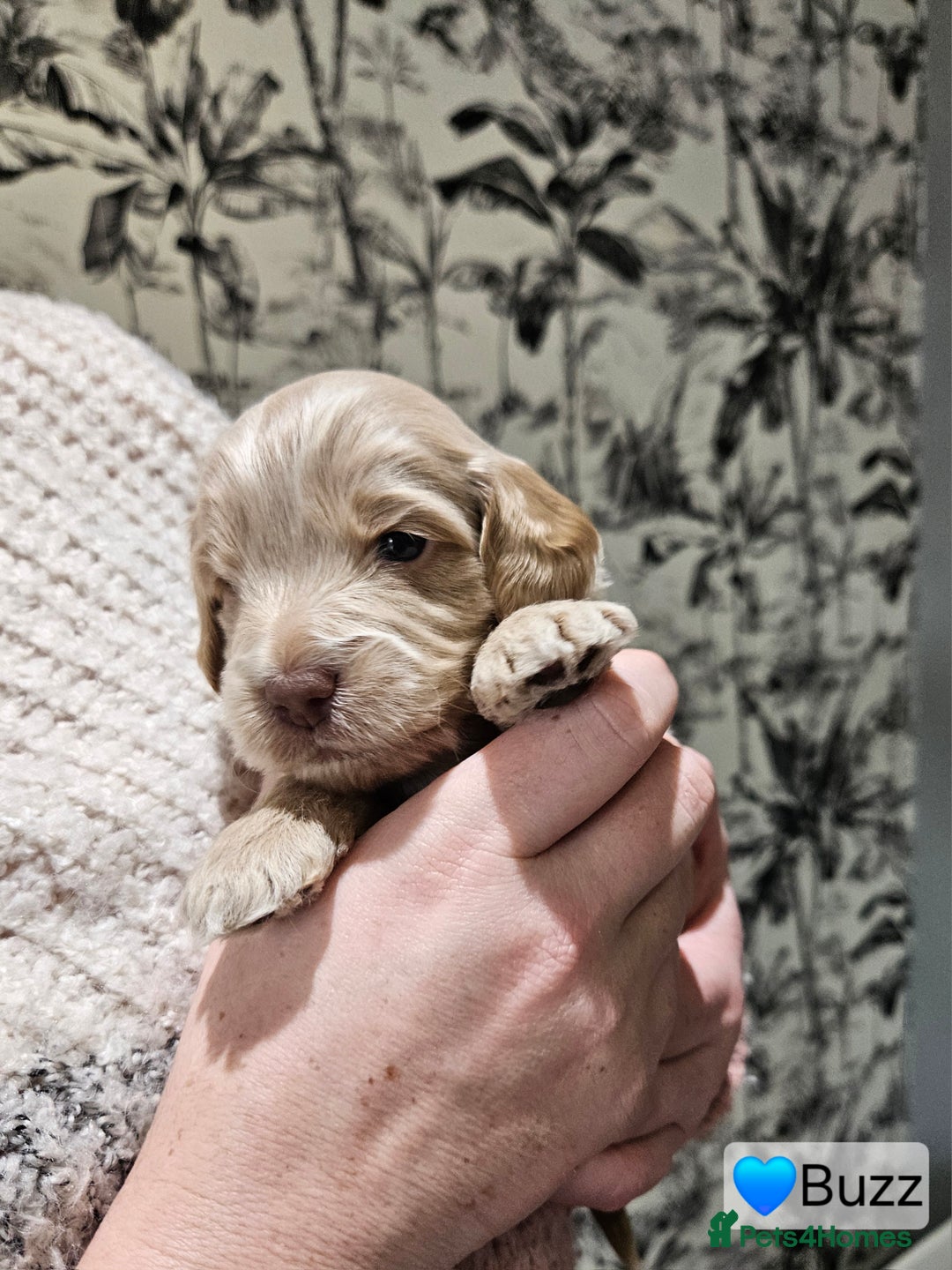 Cockapoo dogs for sale: F3b Cockapoo Puppies – DNA health tested - Advert 9