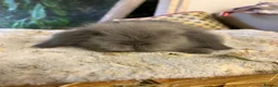 Mini Lion Lop rabbits for sale: Pure mini lion lops from show stock  - Advert 8
