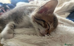 Bengal cats for sale: 7 Bengal x Tabby Kittens for Sale.  - Image 26