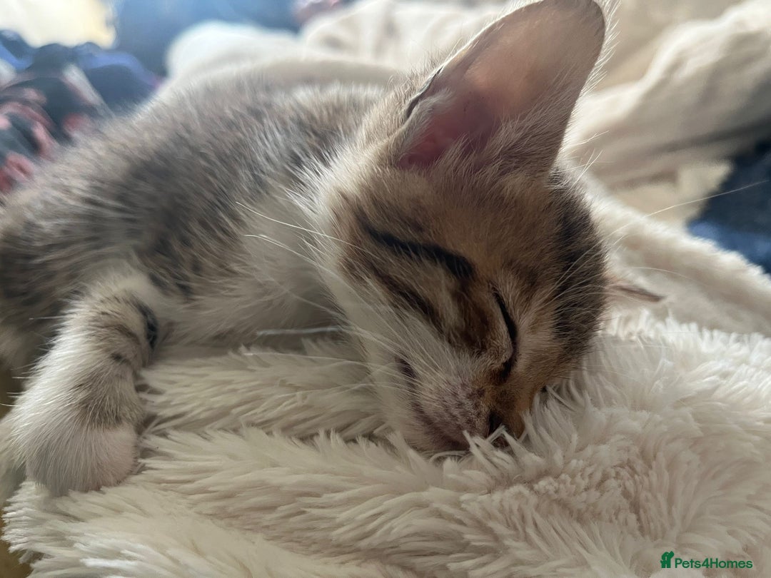 Bengal cats for sale: 7 Bengal x Tabby Kittens for Sale.  - Image 26