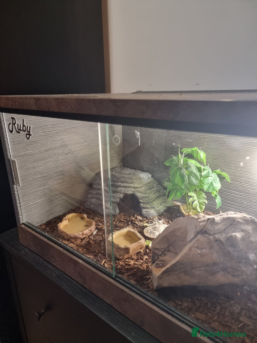 Gecko reptiles for sale: Leopard gecko  - Advert 3