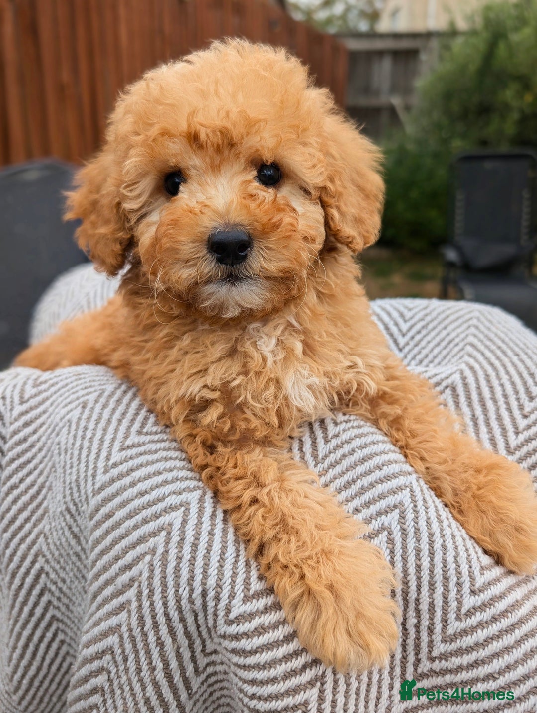 Labradoodle dogs for sale: READY NOW-HEALTH TESTED F1B Miniature Labradoodle - Image 4