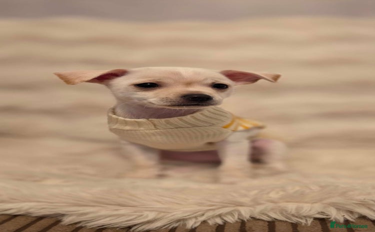 Pomchi dogs - Advert 3