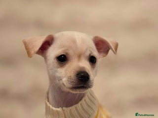 Pomchi dogs - Advert 11