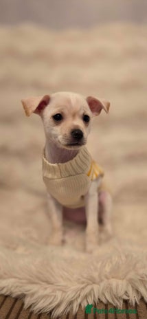 Pomchi dogs - Advert 3