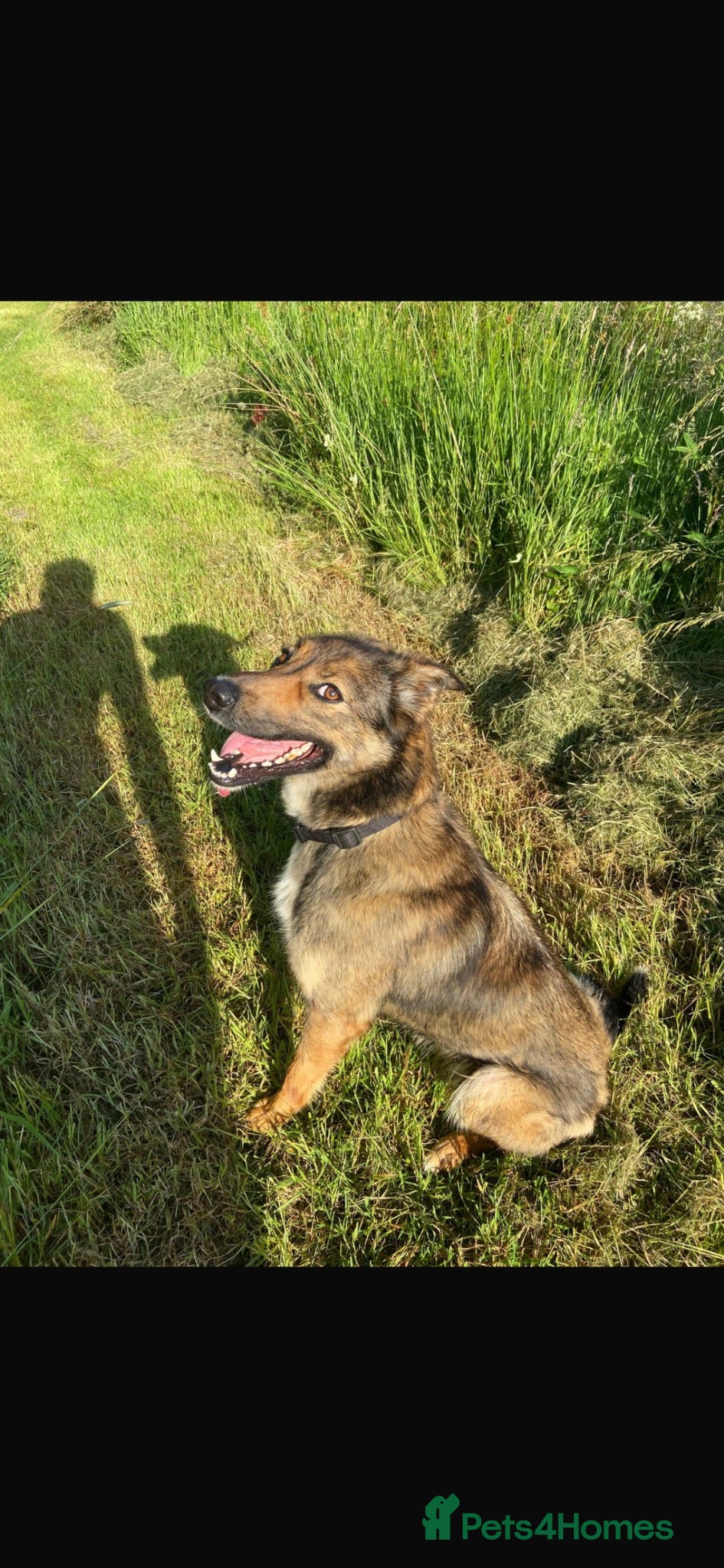 Mixed Breed dogs 2 year old huntaway x collie - Advert 10