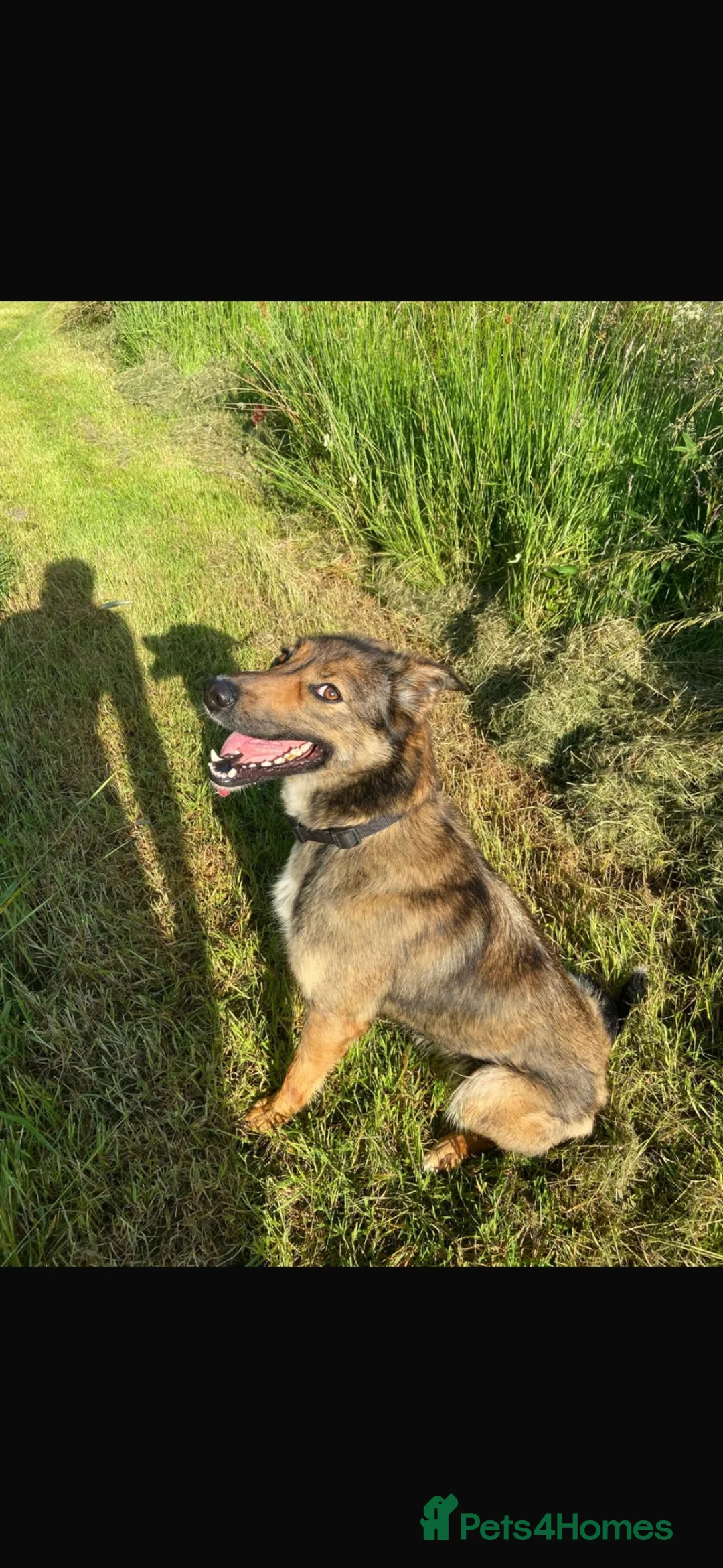 Mixed Breed dogs for sale: 2 year old huntaway x collie - Advert 1