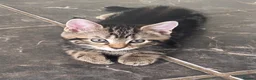 Mixed Breed cats for sale: Ready now, maine coon cross kittens in Tamworth - Advert 9