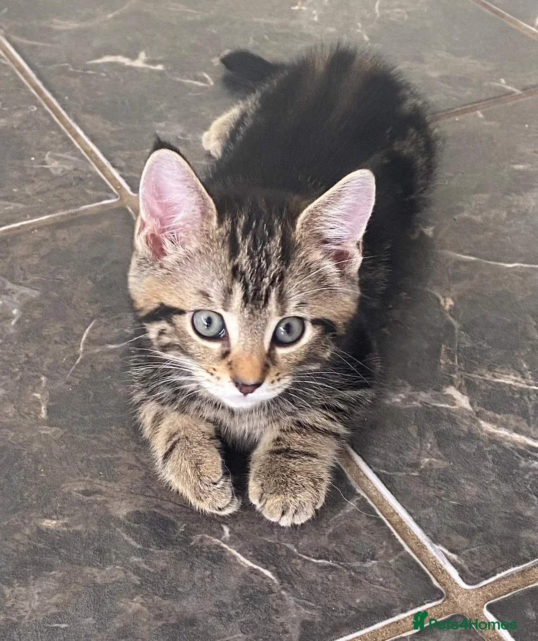 Mixed Breed cats for sale: Ready now, maine coon cross kittens in Tamworth - Advert 9