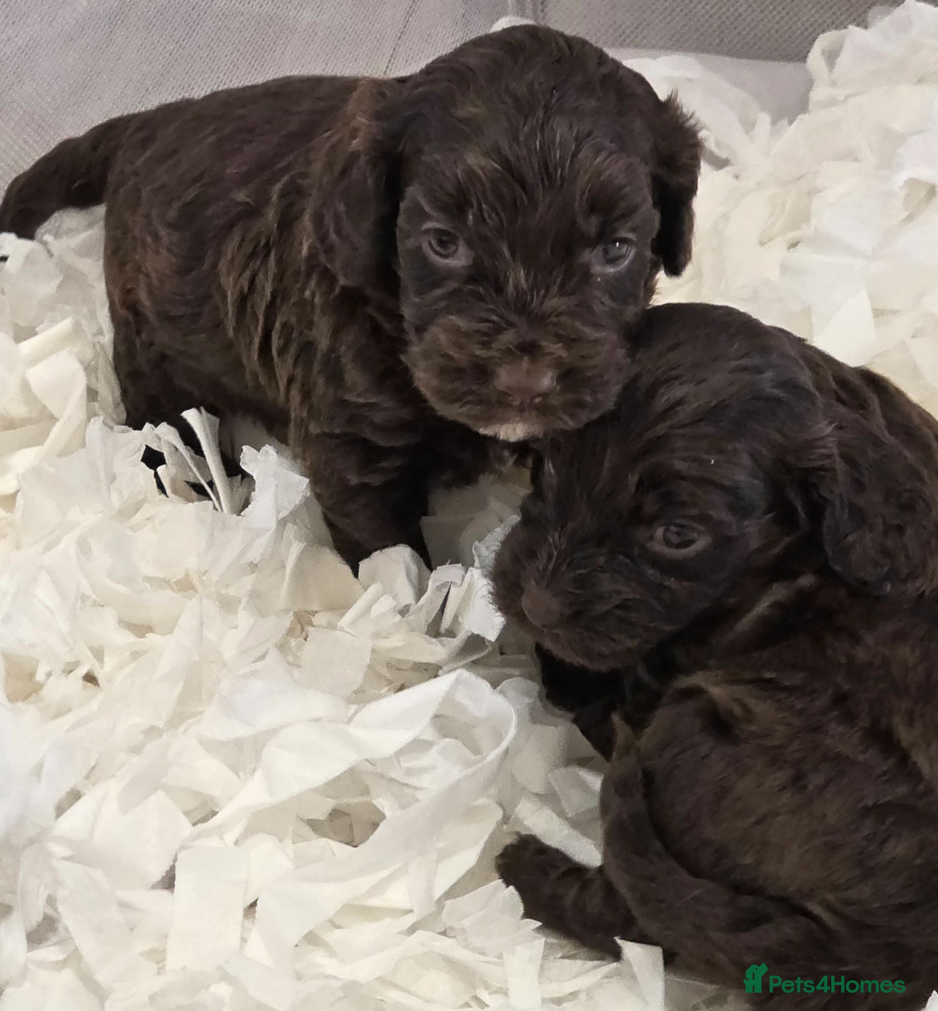 Cockapoo dogs Stunning extensively health tested cockapoos  - Advert 1