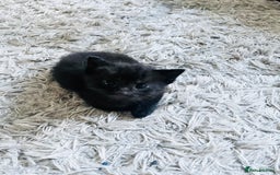 Russian Blue cats for sale: Russian blue mix  - Image 5
