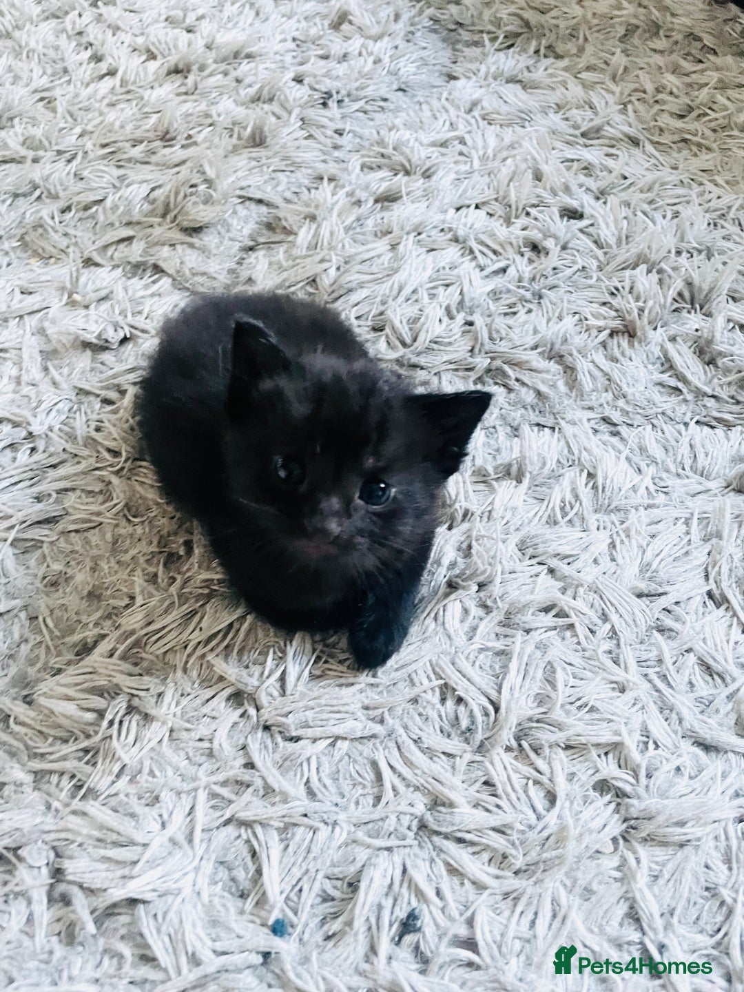 Russian Blue cats for sale: Russian blue mix  - Image 5