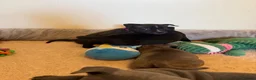 Staffordshire Bull Terrier dogs for sale: KC Registered Staffordshire Bull Terrier Puppies. - Advert 11