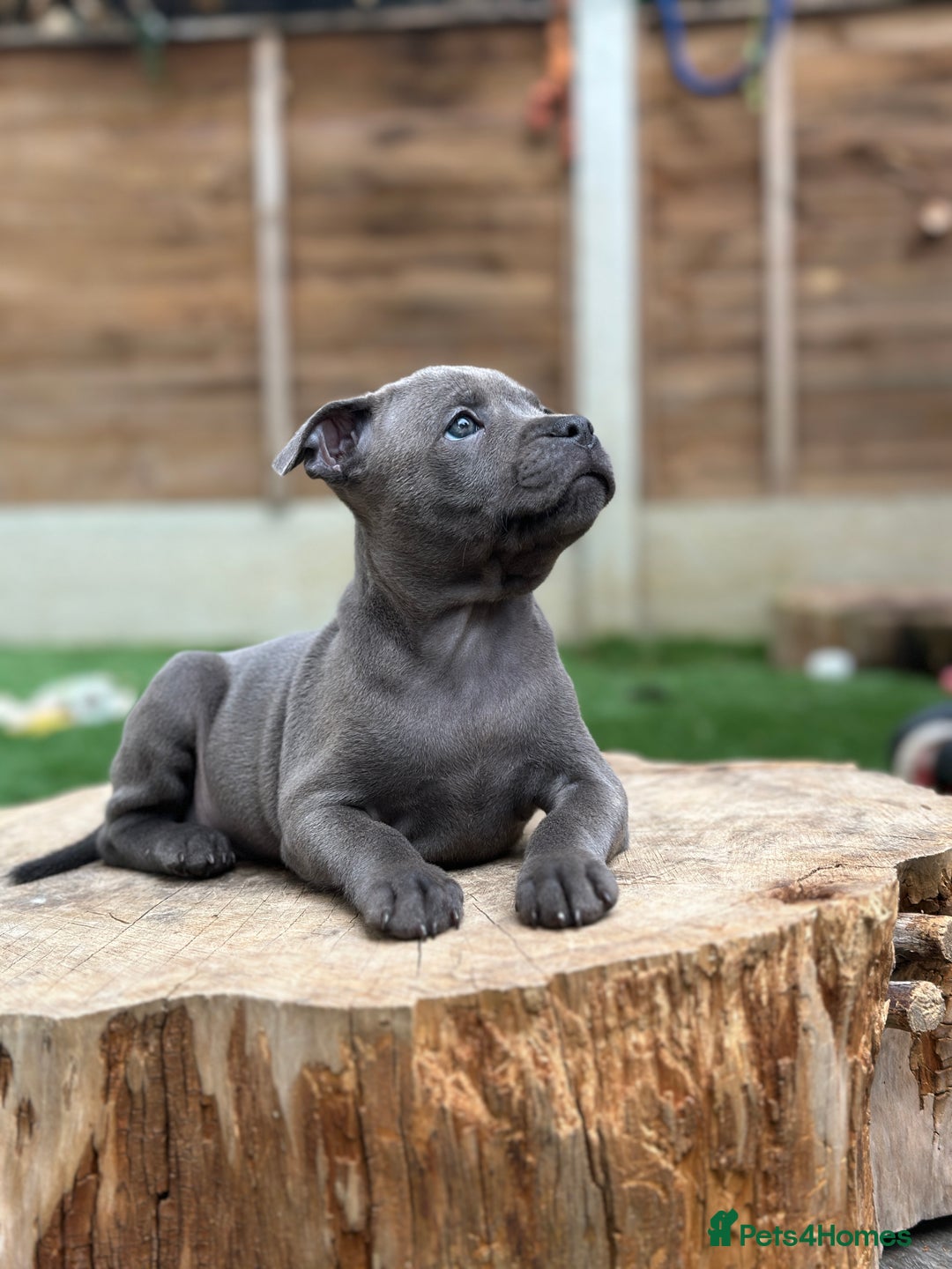 Staffordshire Bull Terrier dogs for sale: Quality Staffordshire Bull Terriers  - Image 8
