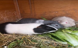 Guinea Pig rodents for sale: Bonded male Guinea pigs  - Image 1