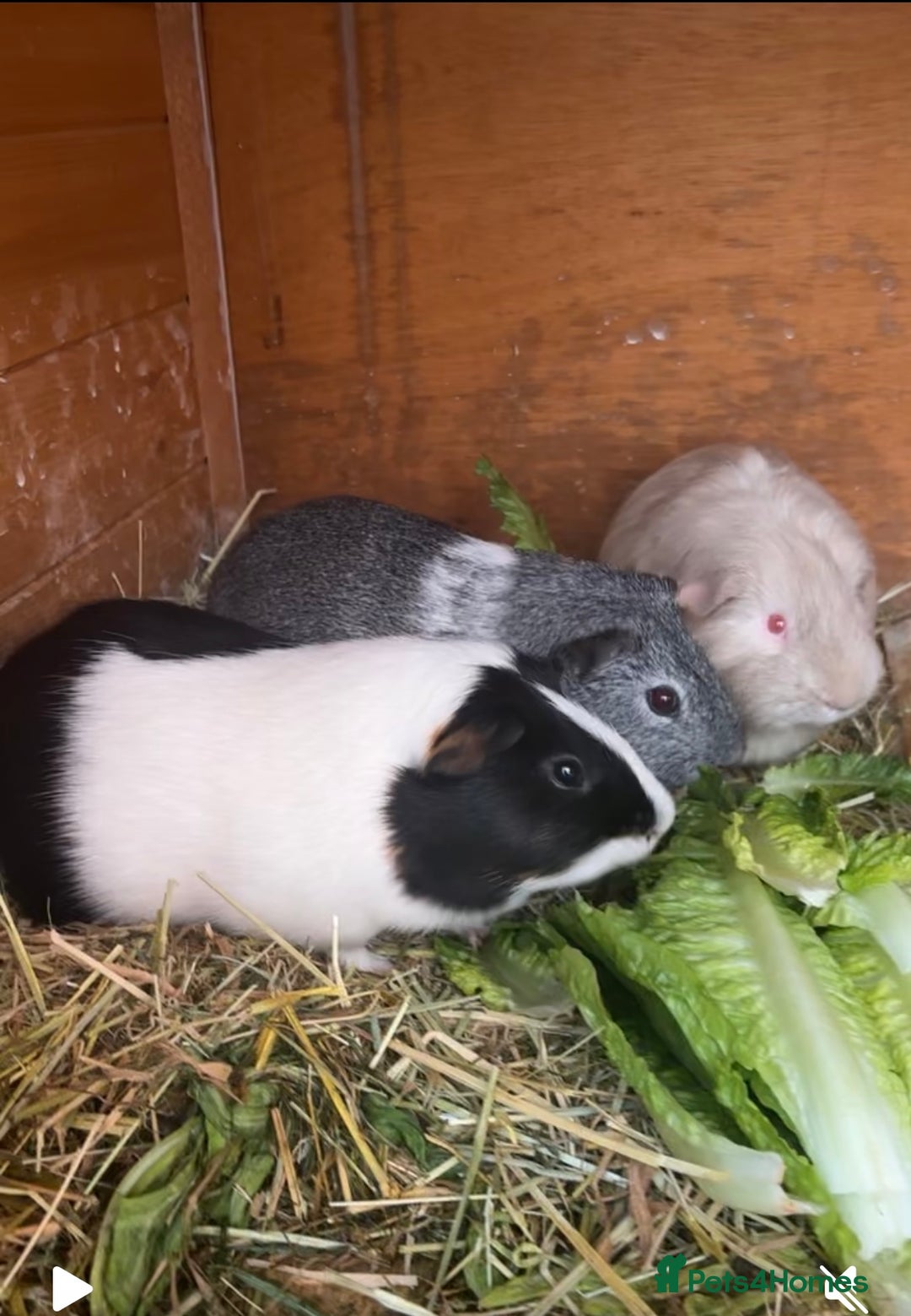 Guinea Pig rodents for sale: Bonded male Guinea pigs  - Image 1
