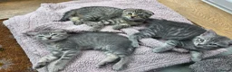 Scottish Fold cats for sale: *READY SOON* Beautiful Grey Scottish Fold Kittens - Advert 3