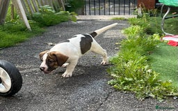 Mixed Breed dogs for sale: 🐾Cocker-Pie (Mini Hippo)s🐾 - Image 33