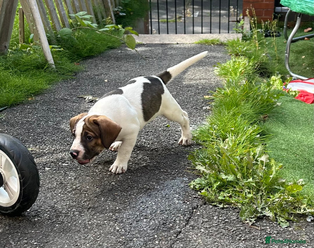 Mixed Breed dogs for sale: 🐾Cocker-Pie (Mini Hippo)s🐾 - Image 33