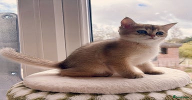 British Shorthair cats - Advert 16