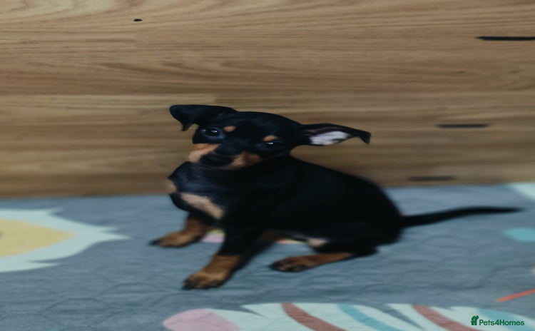 Miniature Pinscher dogs - Advert 1