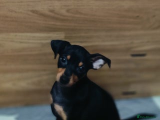 Miniature Pinscher dogs - Advert 2