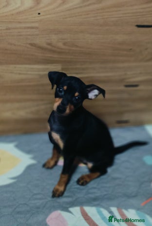 Miniature Pinscher dogs - Advert 3