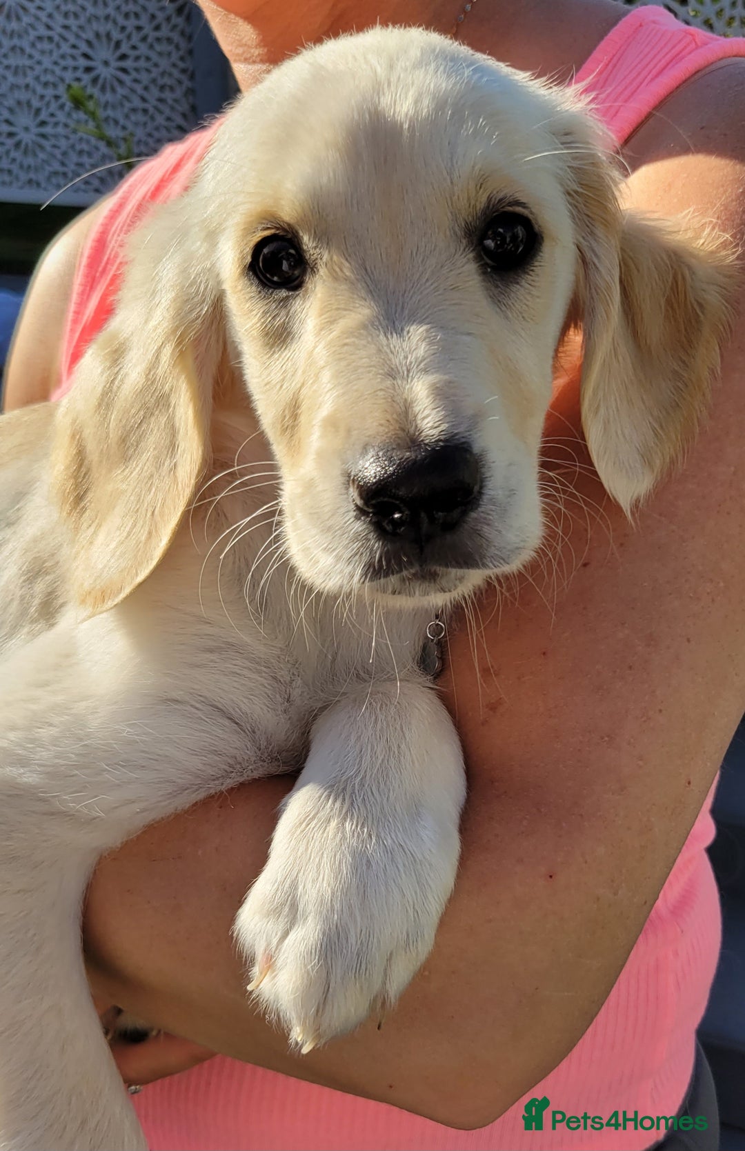Golden Retriever dogs for sale: READY NOW Stunning Golden Retriever PUPPIES-3 LEFT - Image 25