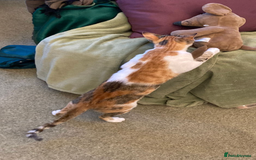 Mixed Breed cats for adoption: PUDDING -INTELLIGENT- CHEEKY GIRL THAT ENTERTAINS - Image 6