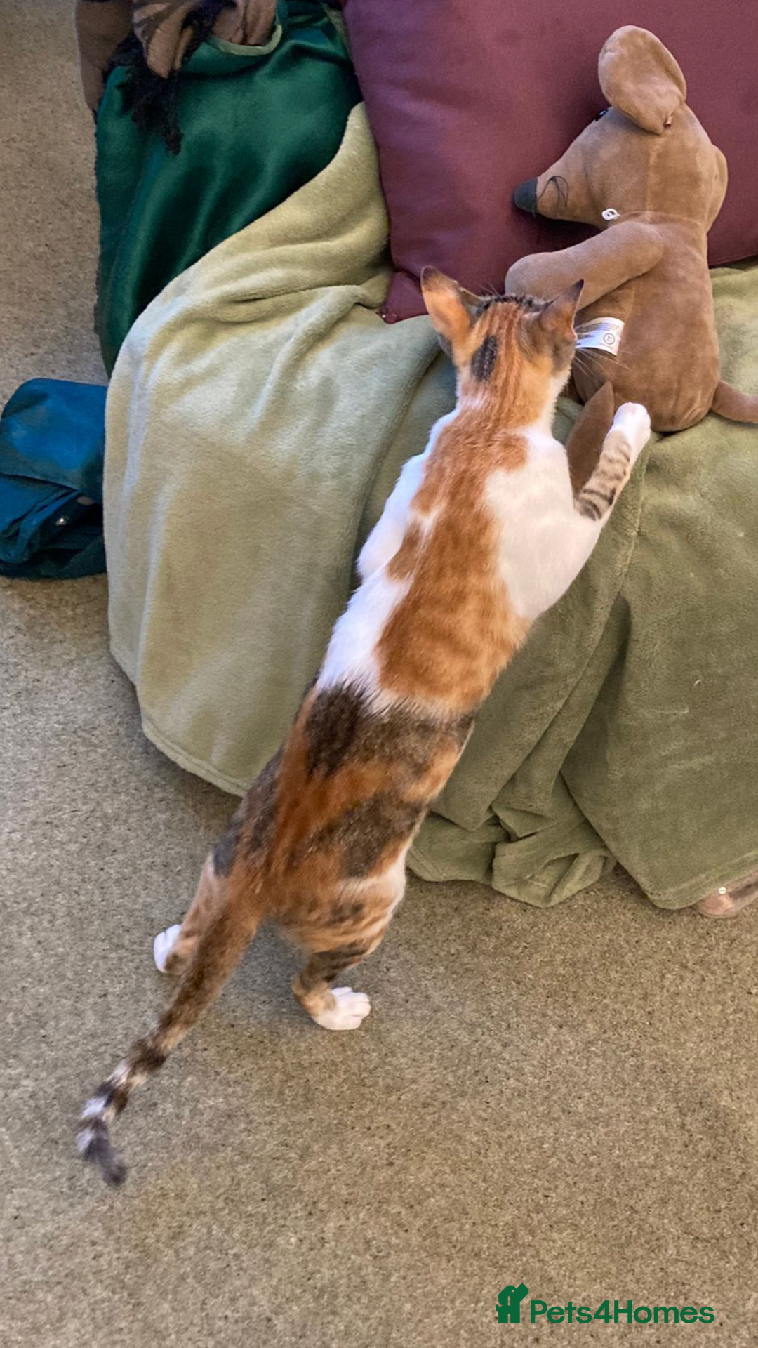 Mixed Breed cats for adoption: PUDDING -INTELLIGENT- CHEEKY GIRL THAT ENTERTAINS - Image 6