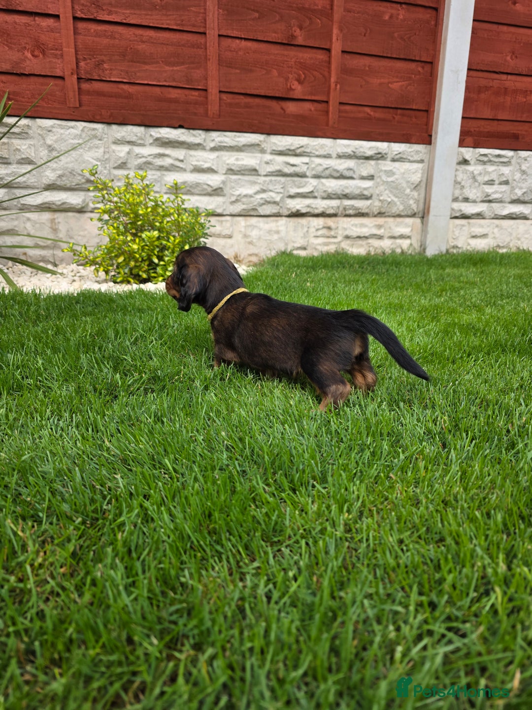 Dachshund dogs for sale: Red long-haired standard dachshund puppies - Image 14