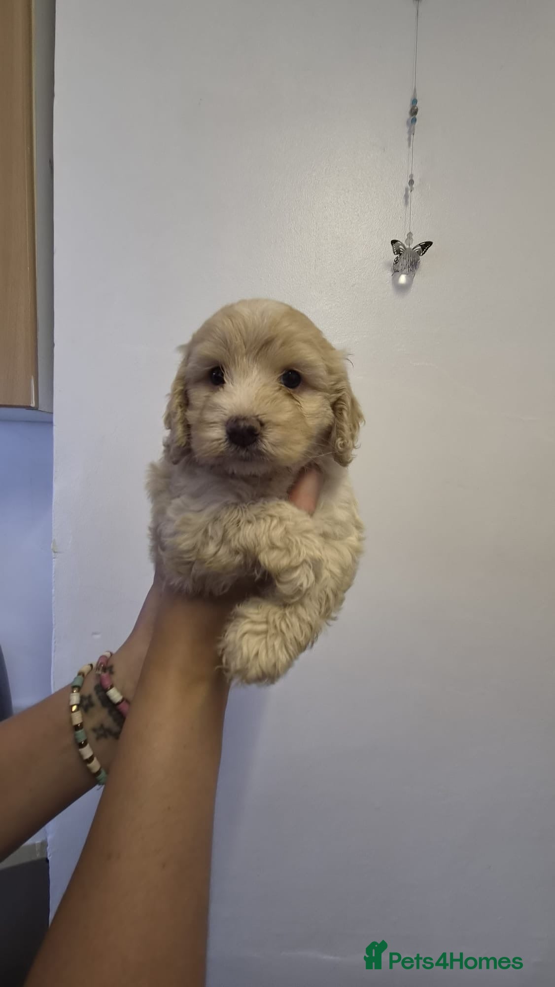 Cockapoo dogs Beautiful f1 cockapoo puppies  - Advert 5