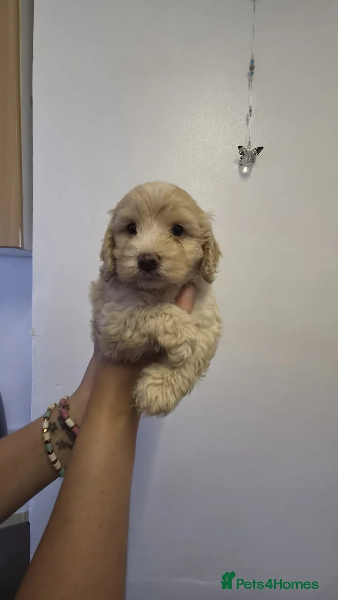 Cockapoo dogs for sale: Beautiful f1 cockapoo puppies  in Droitwich - Advert 2