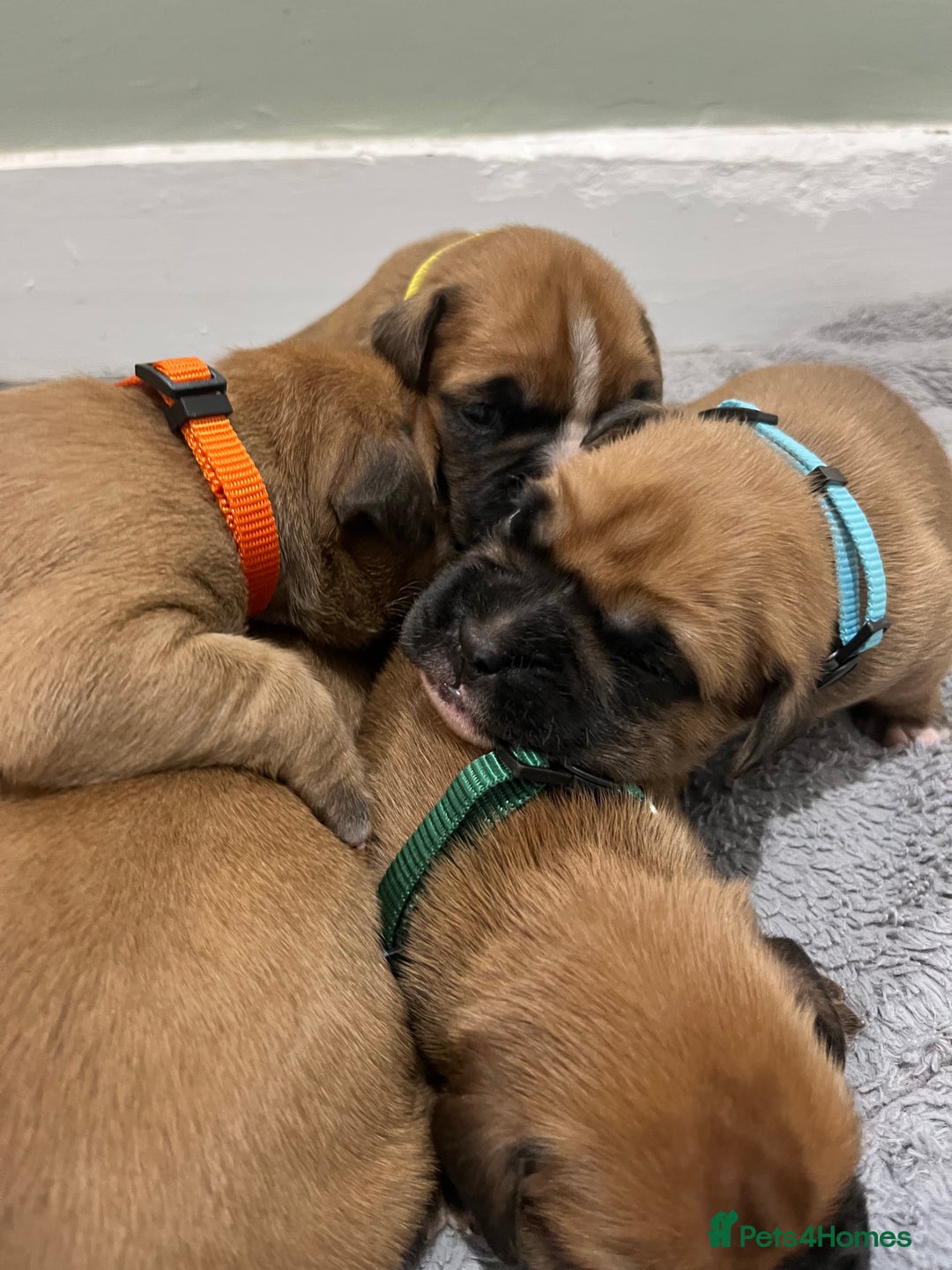 Boxer dogs for sale: Beautiful bob/tailed litter pure boxers  - Advert 4