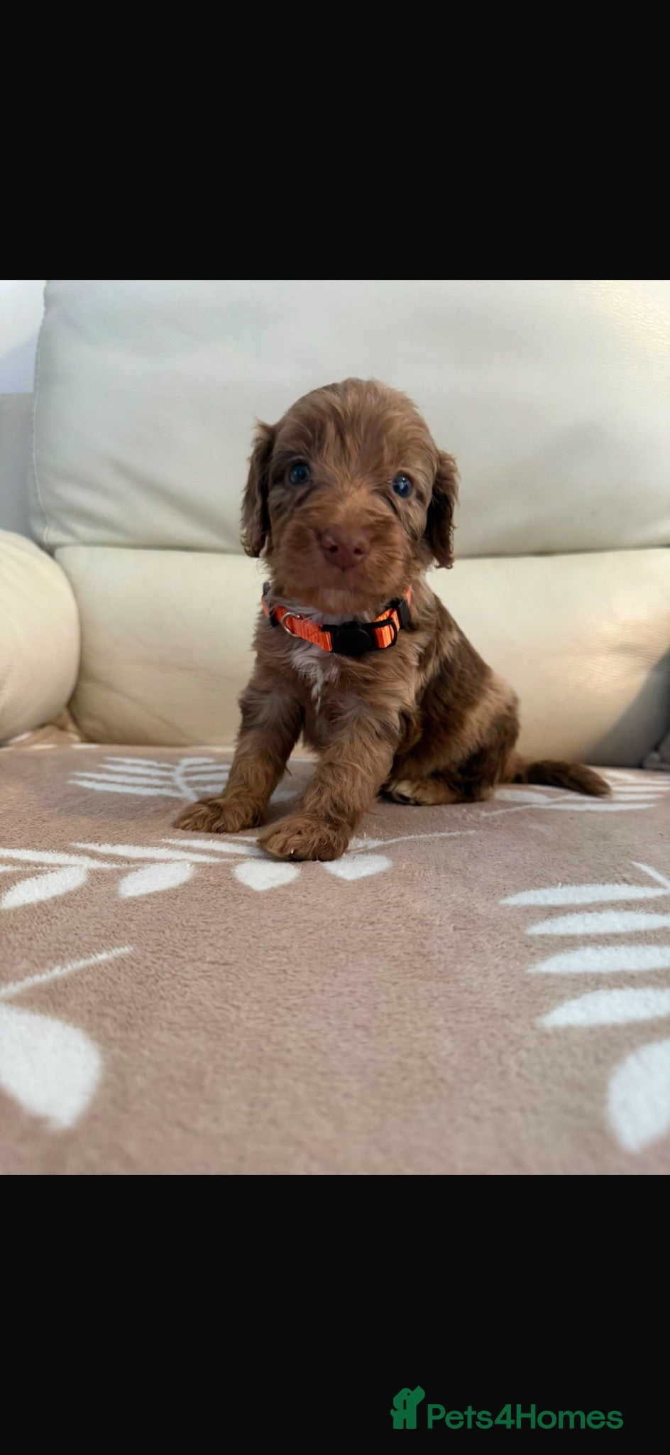 Cockapoo dogs Beautiful F1 cockapoo puppies - Advert 1
