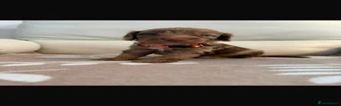Cockapoo 1