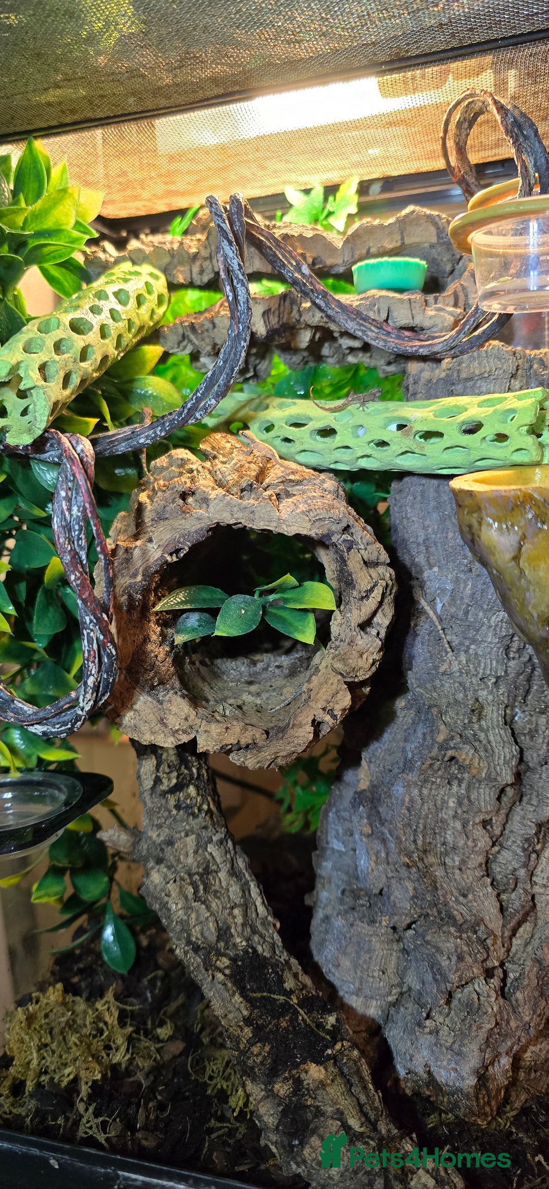 Gecko reptiles for sale: Baby Mourning Geckos for sale - Advert 3