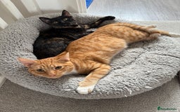 Mixed Breed cats for sale: The most beautiful kittens  in Wotton-under-Edge - Image 8
