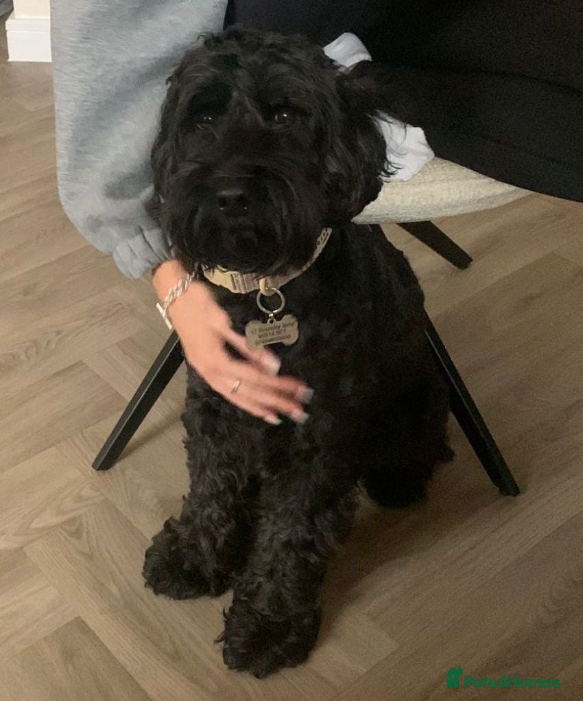 Cockapoo dogs URGENT: 💙JACK💙- 4,5 yo Cockapoo boy - Advert 4