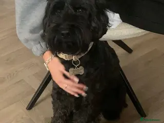 Cockapoo dogs URGENT: 💙JACK💙- 4,5 yo Cockapoo boy - Advert 4